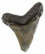 Juvenile Megalodon Tooth - South Carolina #54133-1